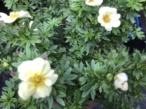 POTENTILLA 'BELLA APPLE' Bonsai Tree Royalcart