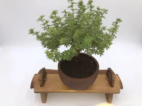 POTENTILLA 'BELLA APPLE' Bonsai Tree Royalcart