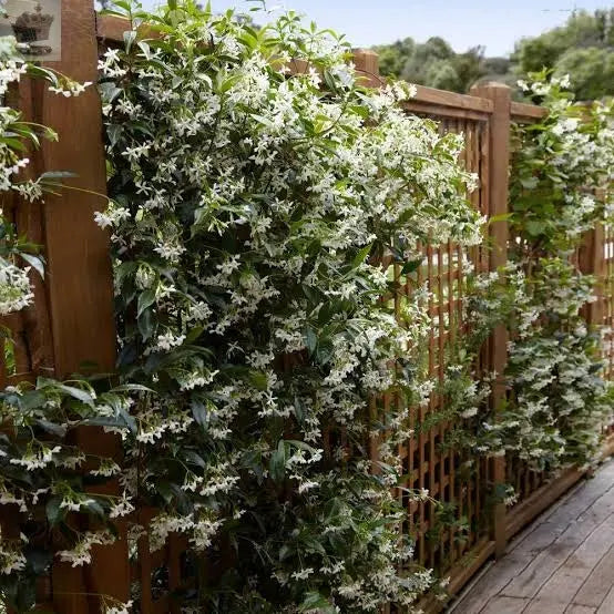 Pair Of Evergreen Star Jasmine Climbing Plant 1 Litre Pot on Tripod of 60cm Canes Royalcart