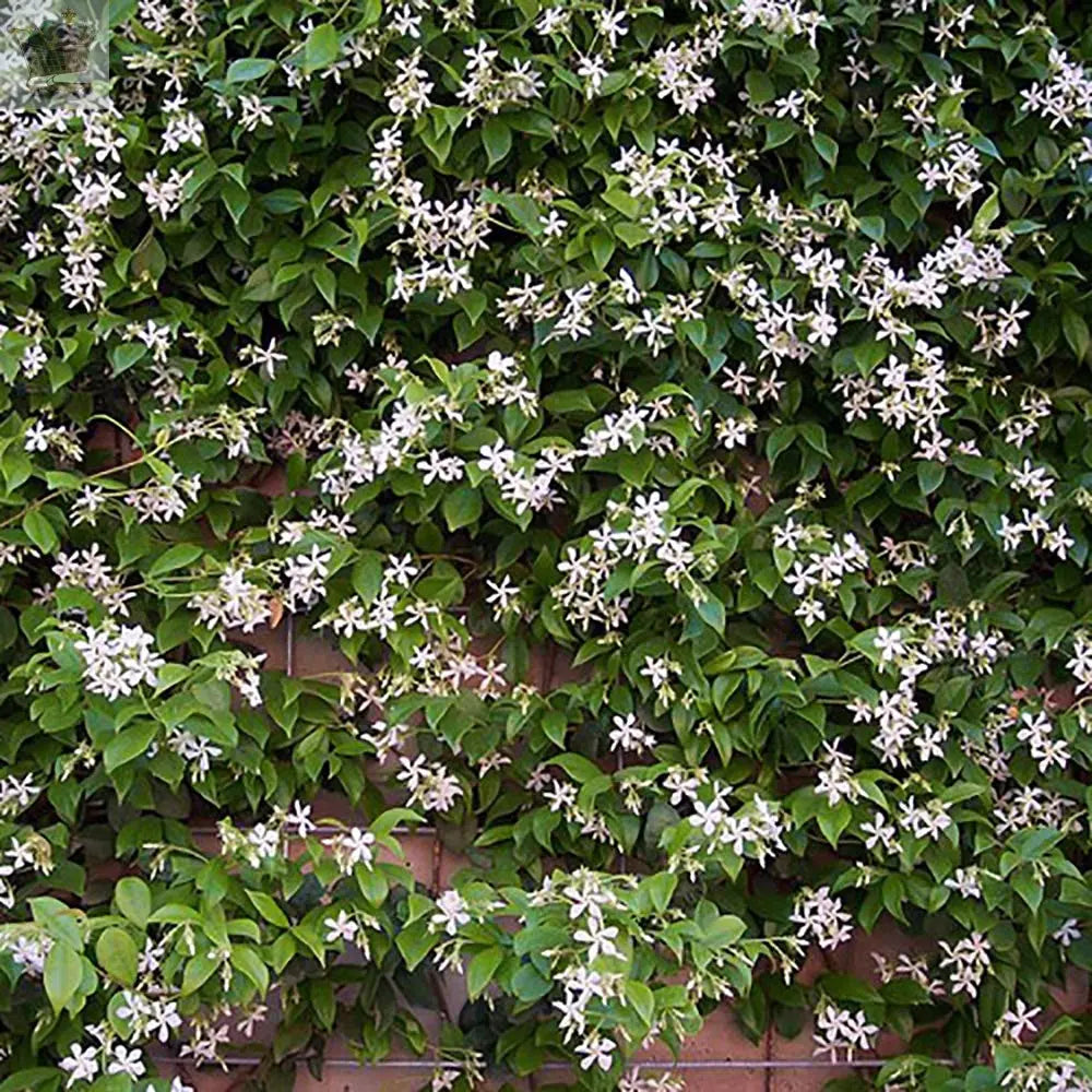 Pair Of Evergreen Star Jasmine Climbing Plant 1 Litre Pot on Tripod of 60cm Canes Royalcart