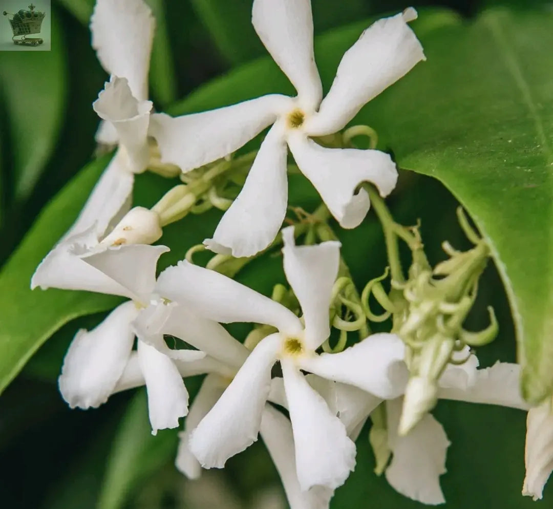 Pair Of Evergreen Star Jasmine Climbing Plant 1 Litre Pot on Tripod of 60cm Canes Royalcart