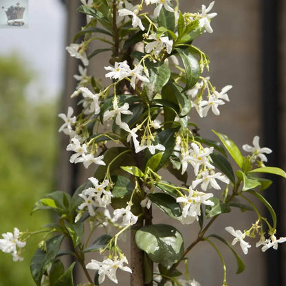 Pair Of Evergreen Star Jasmine Climbing Plant 1 Litre Pot on Tripod of 60cm Canes Royalcart