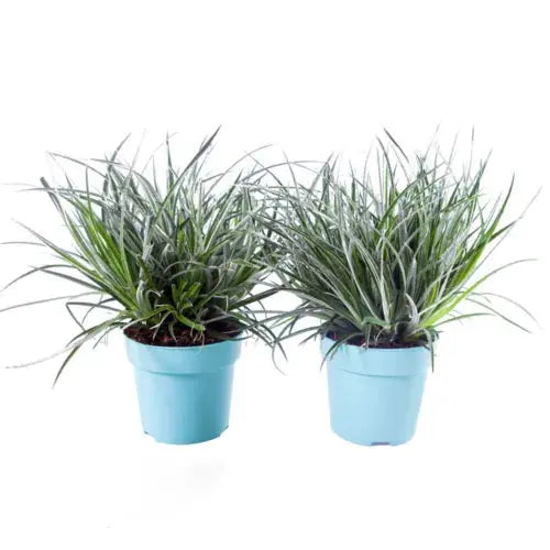 Pair of Hardy Fascicularia bicolour' plants in 1L pots Royalcart