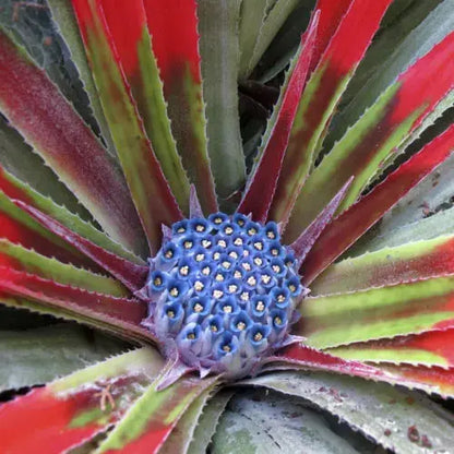 Pair of Hardy Fascicularia bicolour' plants in 1L pots Royalcart