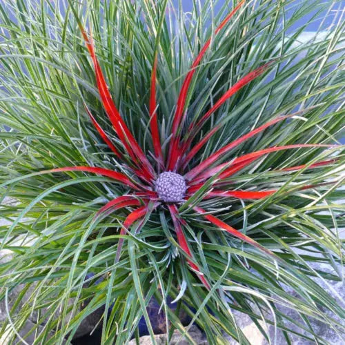 Pair of Hardy Fascicularia bicolour' plants in 1L pots Royalcart