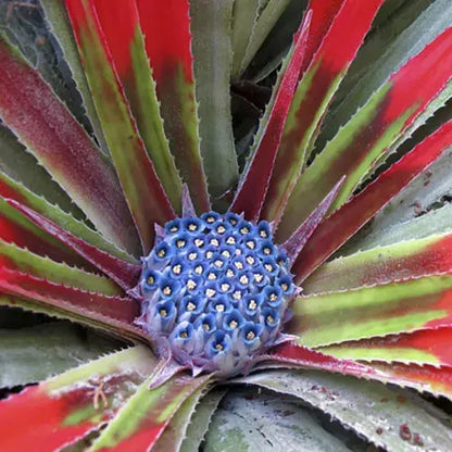 Pair of Hardy Fascicularia bicolour' plants in 1L pots Royalcart