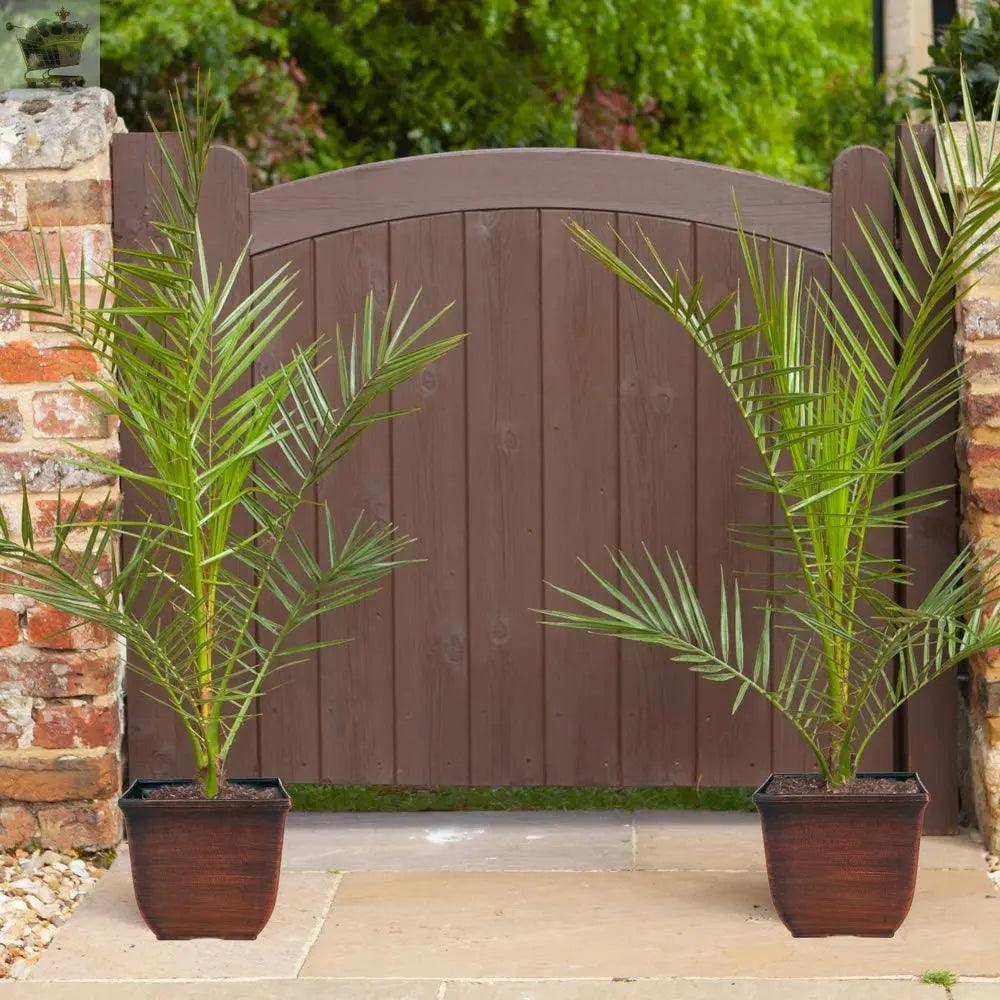 Pair of Hardy Phoenix Palm Trees 60-80cm Tall in a 15cm Pot - Exotic Patio 2 Plants Gearcourt