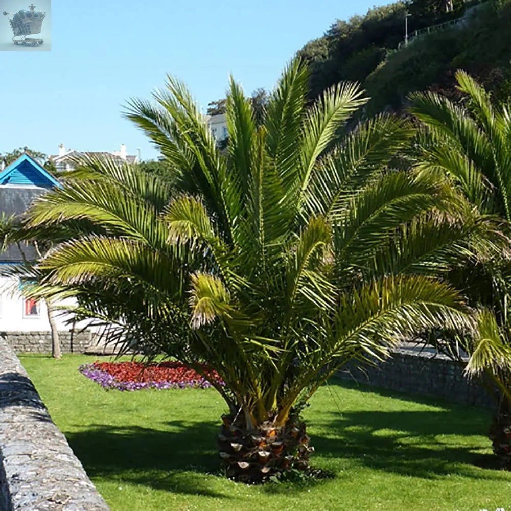 Pair of Hardy Phoenix Palm Trees 60-80cm Tall in a 15cm Pot - Exotic Patio 2 Plants Gearcourt