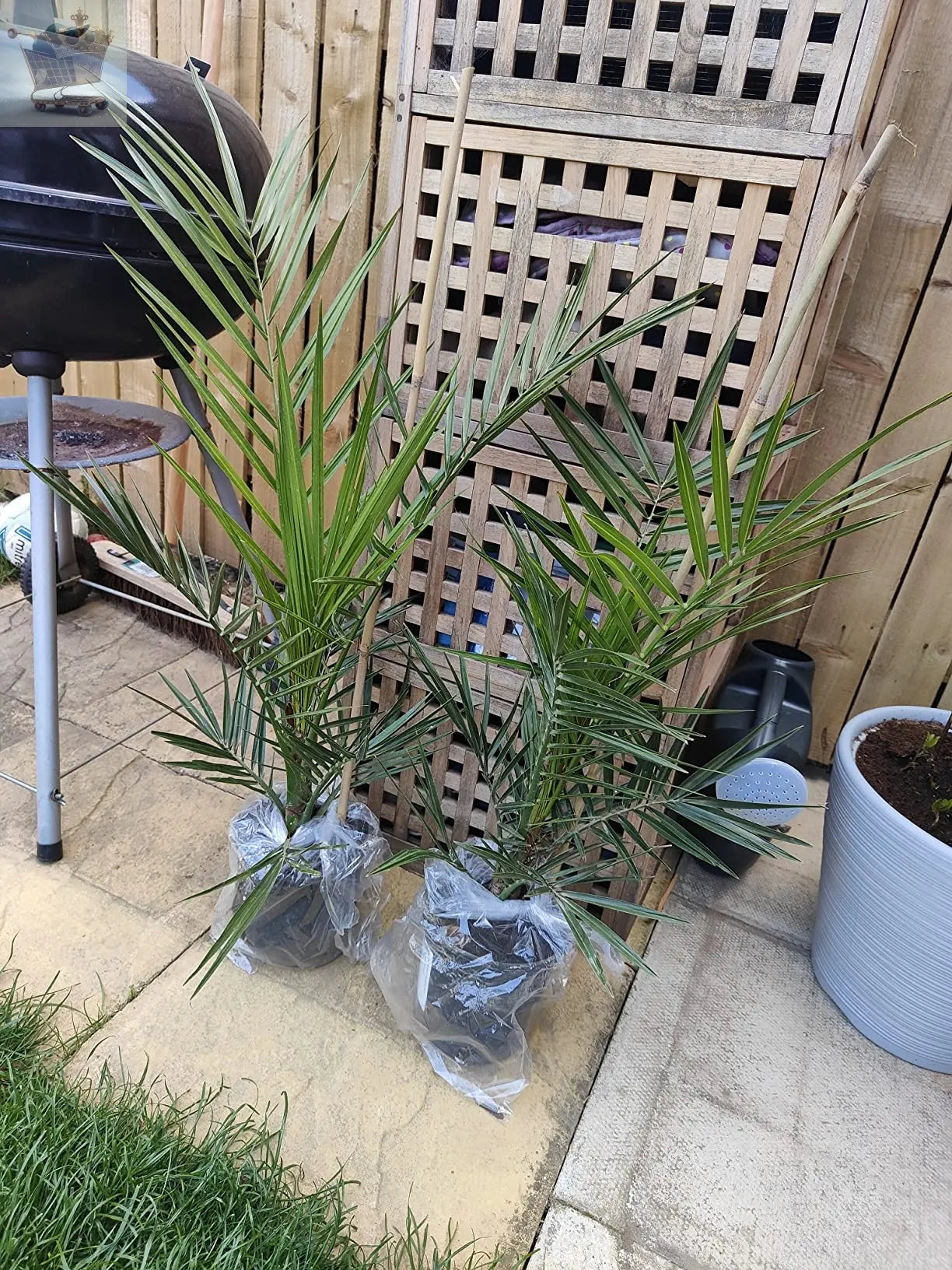 Pair of Hardy Phoenix Palm Trees 60-80cm Tall in a 15cm Pot - Exotic Patio 2 Plants Gearcourt