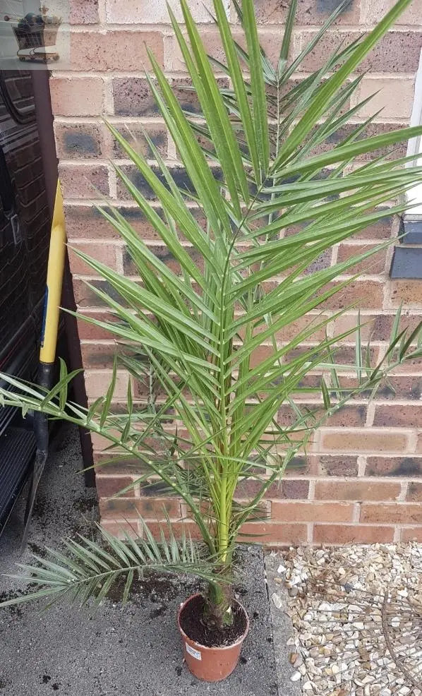 Pair of Hardy Phoenix Palm Trees 60-80cm Tall in a 15cm Pot - Exotic Patio 2 Plants Gearcourt