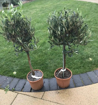 Pair of Hardy Standard Olive Trees 80cm Tall in 18cm Pots - Potted Trees for Gardens - Established Potted Trees for Patios Gearcourt