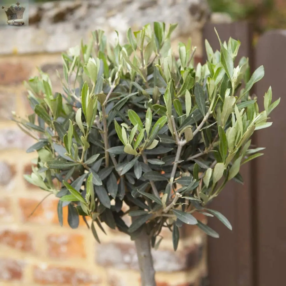 Pair of Hardy Standard Olive Trees 80cm Tall in 18cm Pots - Potted Trees for Gardens - Established Potted Trees for Patios Gearcourt