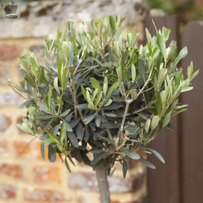 Pair of Hardy Standard Olive Trees 80cm Tall in 18cm Pots - Potted Trees for Gardens - Established Potted Trees for Patios Gearcourt