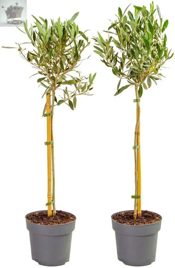 Pair of Hardy Standard Olive Trees 80cm Tall in 18cm Pots - Potted Trees for Gardens - Established Potted Trees for Patios Gearcourt