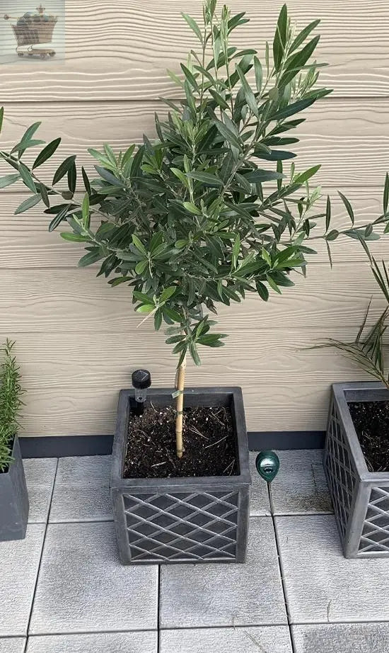 Pair of Hardy Standard Olive Trees 80cm Tall in 18cm Pots - Potted Trees for Gardens - Established Potted Trees for Patios Gearcourt