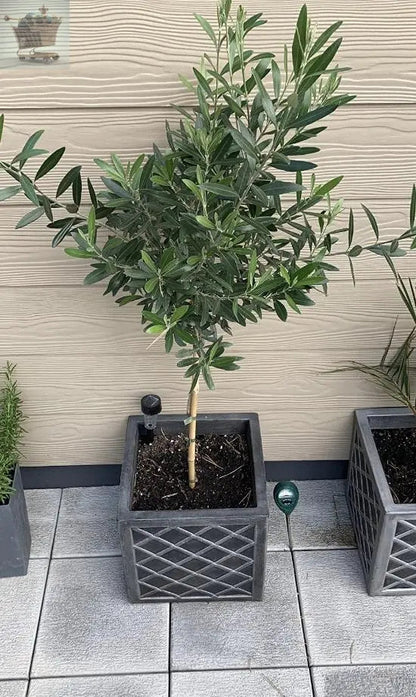Pair of Hardy Standard Olive Trees 80cm Tall in 18cm Pots - Potted Trees for Gardens - Established Potted Trees for Patios Gearcourt