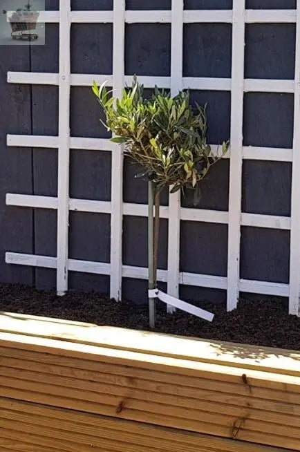 Pair of Hardy Standard Olive Trees 80cm Tall in 18cm Pots - Potted Trees for Gardens - Established Potted Trees for Patios Gearcourt