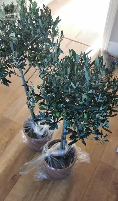 Pair of Hardy Standard Olive Trees 80cm Tall in 18cm Pots - Potted Trees for Gardens - Established Potted Trees for Patios Gearcourt