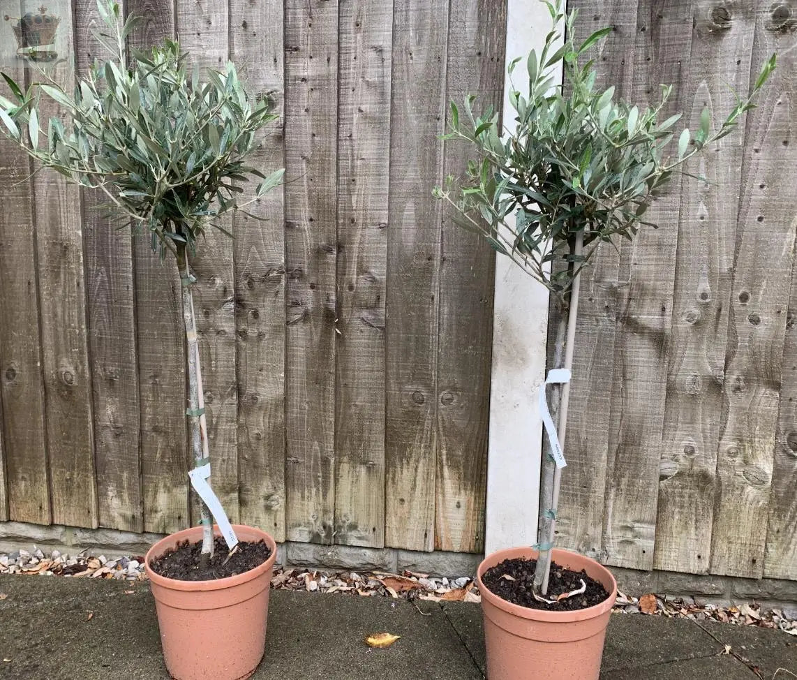 Pair of Hardy Standard Olive Trees 80cm Tall in 18cm Pots - Potted Trees for Gardens - Established Potted Trees for Patios Gearcourt