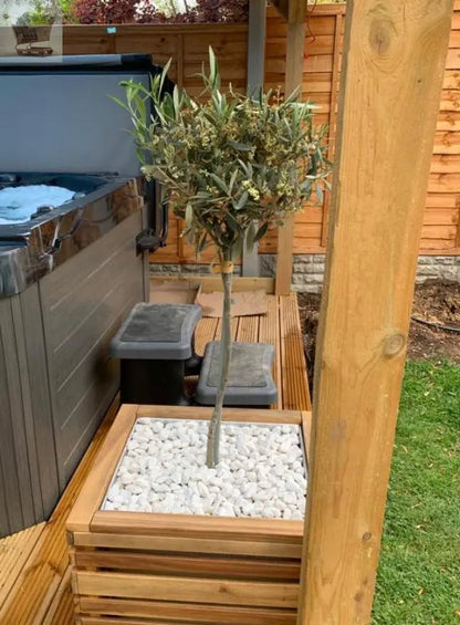 Pair of Hardy Standard Olive Trees 80cm Tall in 18cm Pots - Potted Trees for Gardens - Established Potted Trees for Patios Gearcourt