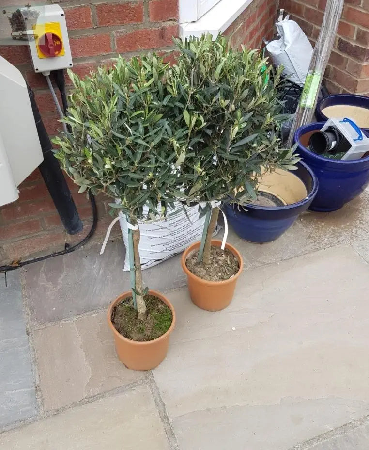 Pair of Hardy Standard Olive Trees 80cm Tall in 18cm Pots - Potted Trees for Gardens - Established Potted Trees for Patios Gearcourt