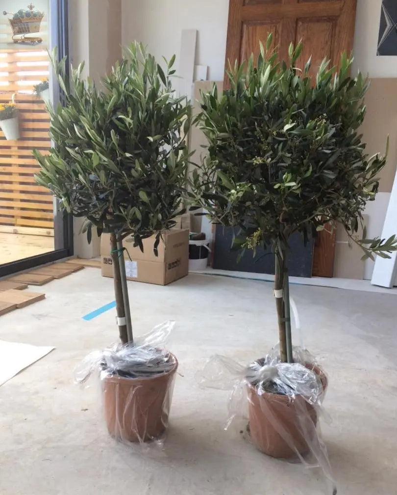 Pair of Hardy Standard Olive Trees 80cm Tall in 18cm Pots - Potted Trees for Gardens - Established Potted Trees for Patios Gearcourt