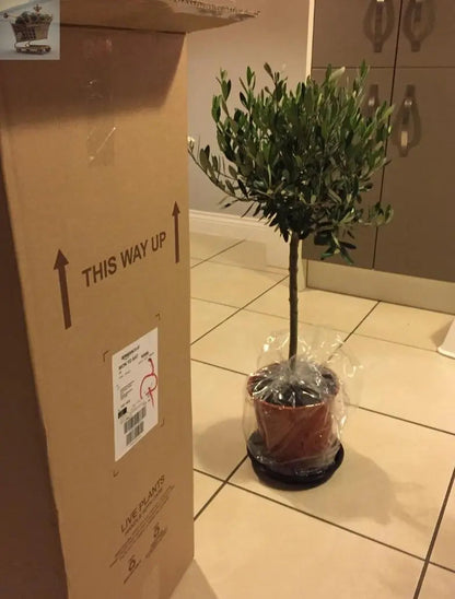 Pair of Hardy Standard Olive Trees 80cm Tall in 18cm Pots - Potted Trees for Gardens - Established Potted Trees for Patios Gearcourt