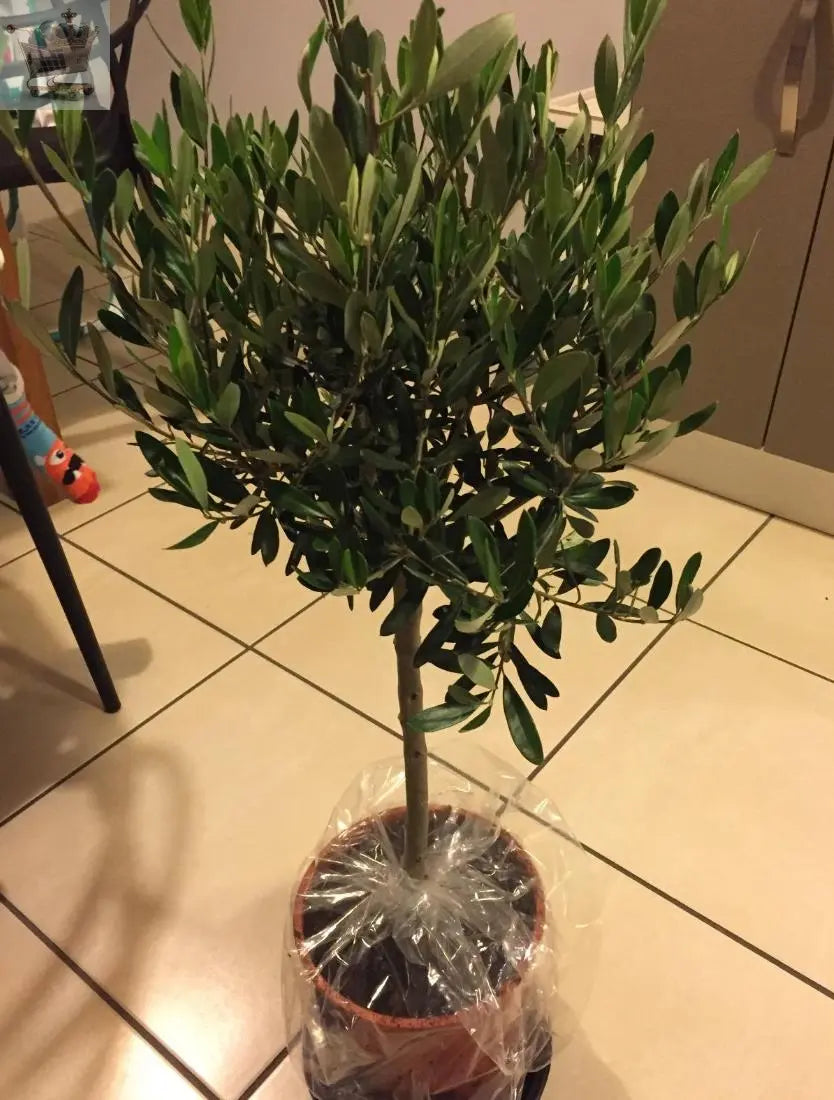Pair of Hardy Standard Olive Trees 80cm Tall in 18cm Pots - Potted Trees for Gardens - Established Potted Trees for Patios Gearcourt