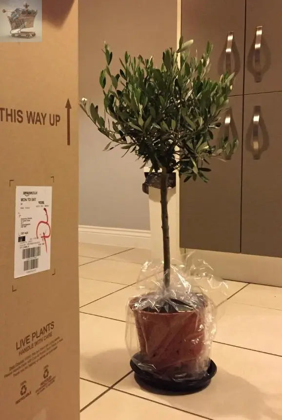 Pair of Hardy Standard Olive Trees 80cm Tall in 18cm Pots - Potted Trees for Gardens - Established Potted Trees for Patios Gearcourt