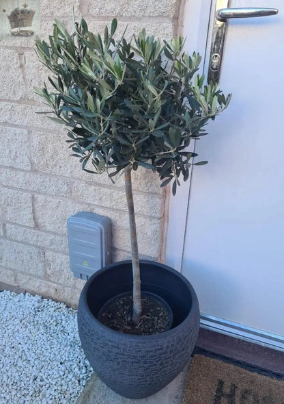 Pair of Hardy Standard Olive Trees 80cm Tall in 18cm Pots - Potted Trees for Gardens - Established Potted Trees for Patios Gearcourt