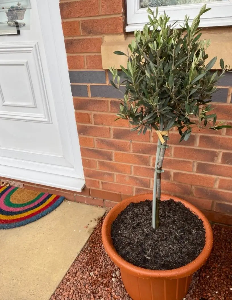 Pair of Hardy Standard Olive Trees 80cm Tall in 18cm Pots - Potted Trees for Gardens - Established Potted Trees for Patios Gearcourt