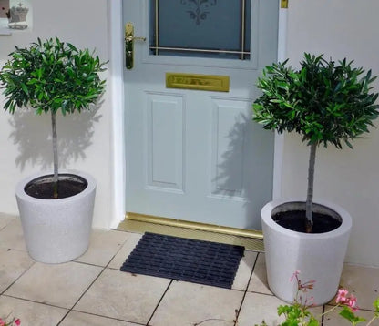 Pair of Hardy Standard Olive Trees 80cm Tall in 18cm Pots - Potted Trees for Gardens - Established Potted Trees for Patios Gearcourt