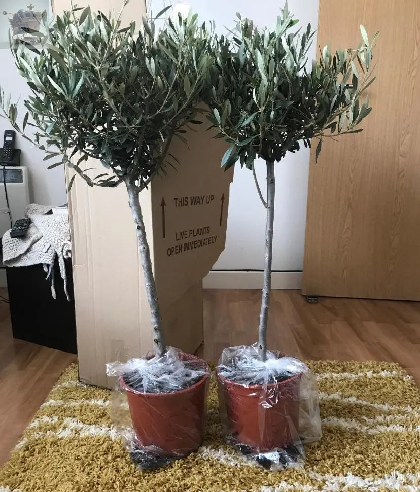 Pair of Hardy Standard Olive Trees 80cm Tall in 18cm Pots - Potted Trees for Gardens - Established Potted Trees for Patios Gearcourt