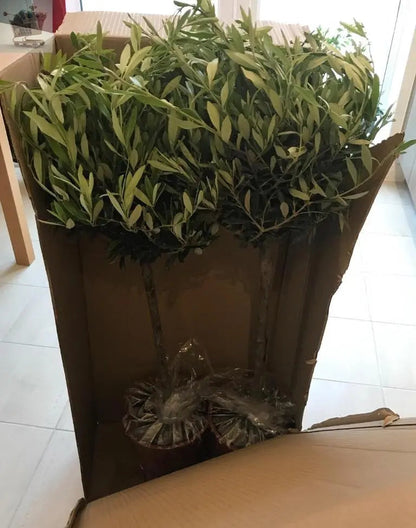 Pair of Hardy Standard Olive Trees 80cm Tall in 18cm Pots - Potted Trees for Gardens - Established Potted Trees for Patios Gearcourt