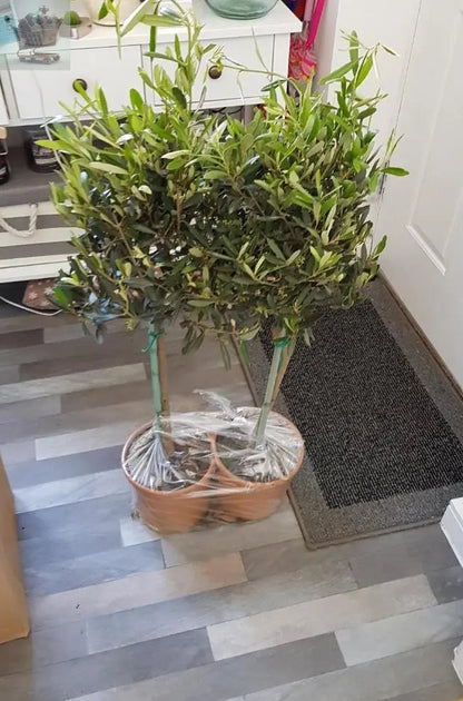 Pair of Hardy Standard Olive Trees 80cm Tall in 18cm Pots - Potted Trees for Gardens - Established Potted Trees for Patios Gearcourt