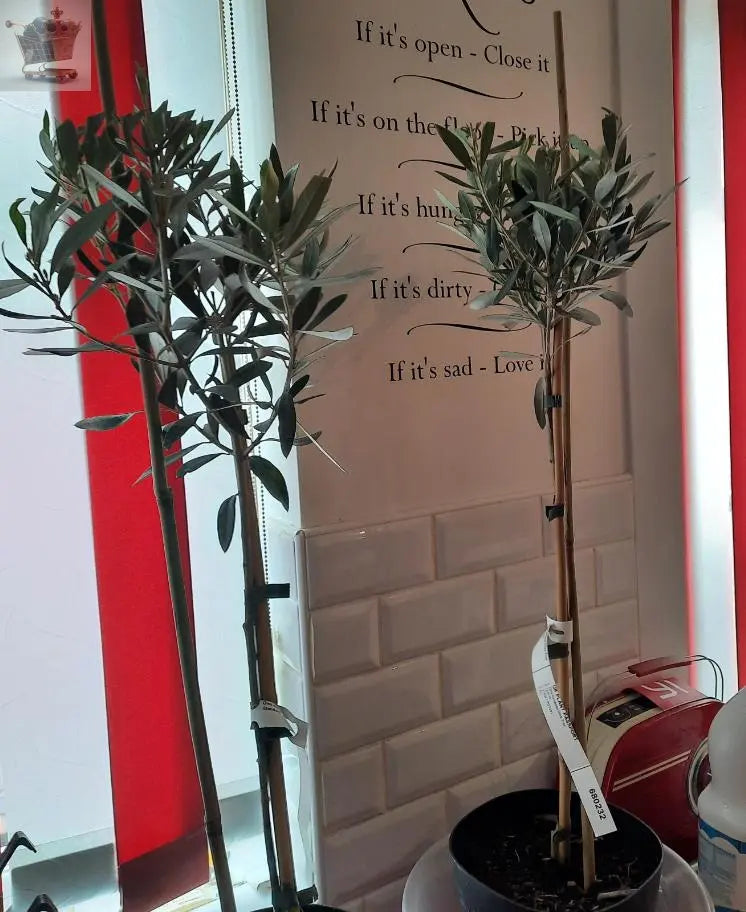 Pair of Hardy Standard Olive Trees 80cm Tall in 18cm Pots - Potted Trees for Gardens - Established Potted Trees for Patios Gearcourt