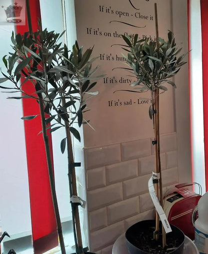 Pair of Hardy Standard Olive Trees 80cm Tall in 18cm Pots - Potted Trees for Gardens - Established Potted Trees for Patios Gearcourt