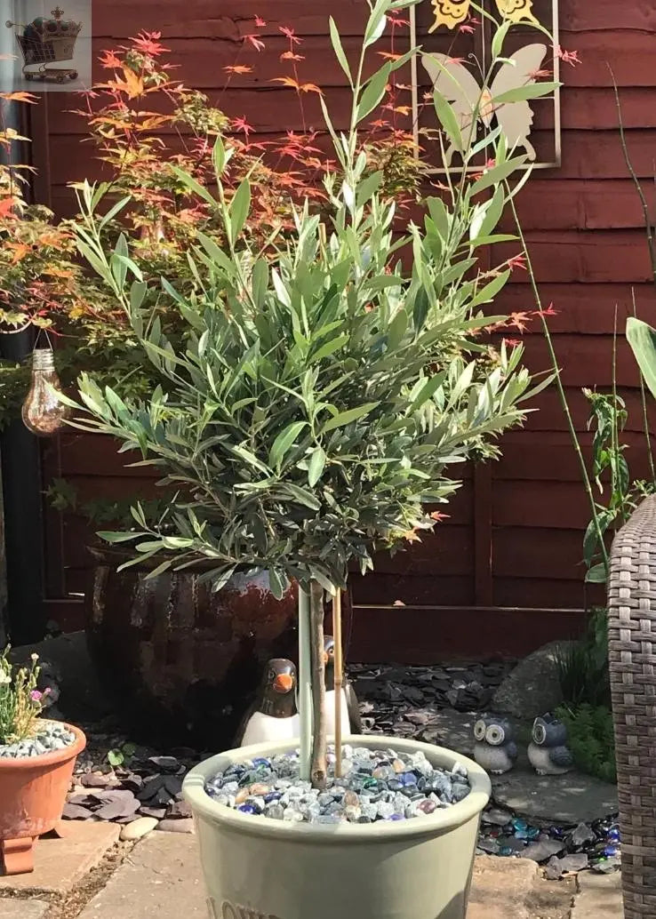 Pair of Hardy Standard Olive Trees 80cm Tall in 18cm Pots - Potted Trees for Gardens - Established Potted Trees for Patios Gearcourt