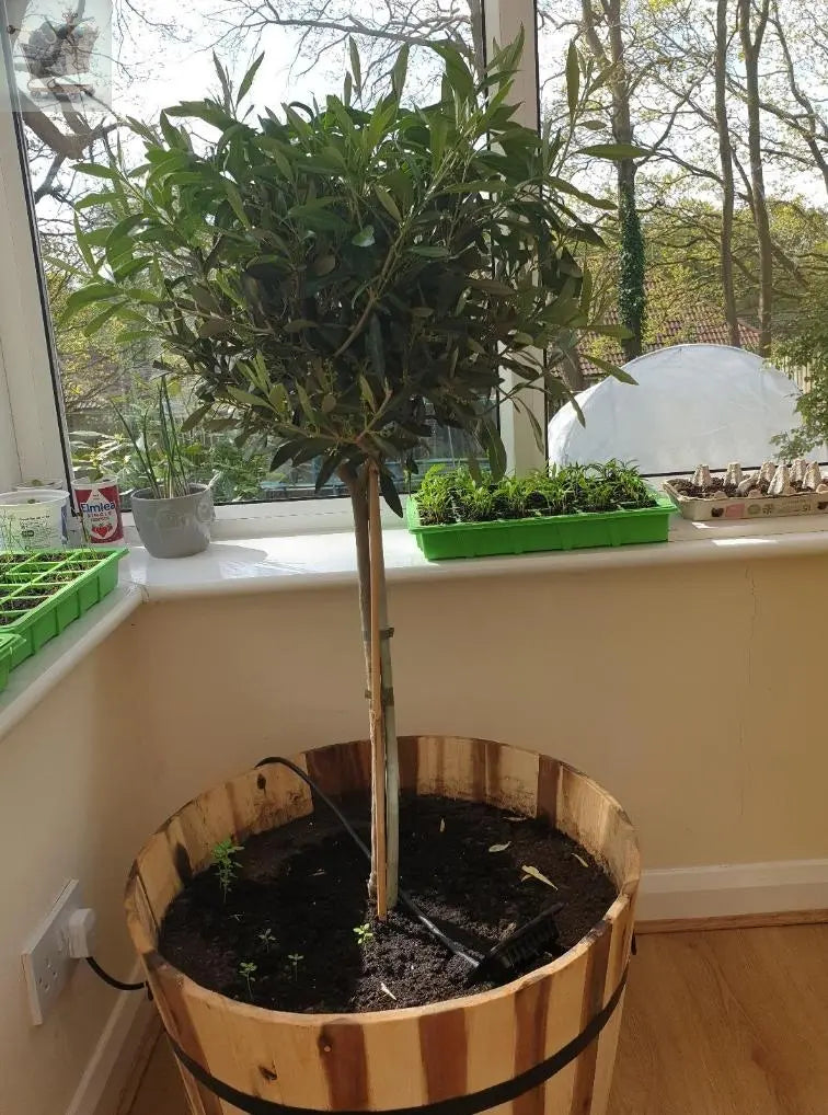 Pair of Hardy Standard Olive Trees 80cm Tall in 18cm Pots - Potted Trees for Gardens - Established Potted Trees for Patios Gearcourt