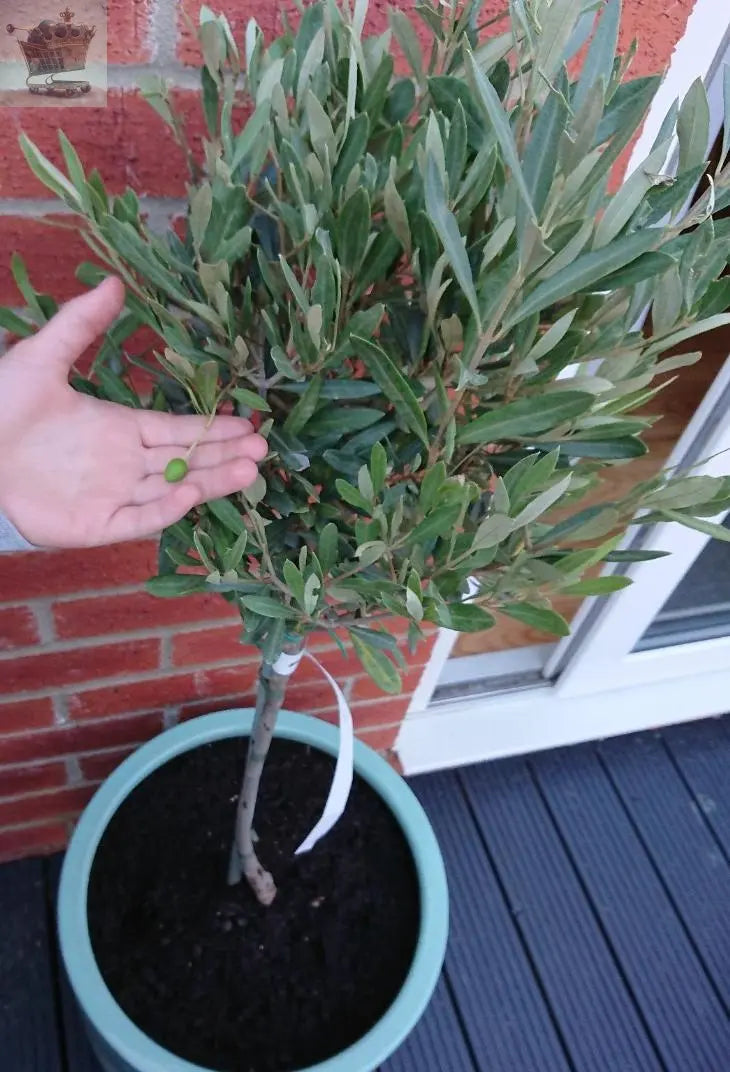 Pair of Hardy Standard Olive Trees 80cm Tall in 18cm Pots - Potted Trees for Gardens - Established Potted Trees for Patios Gearcourt