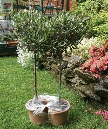 Pair of Hardy Standard Olive Trees 80cm Tall in 18cm Pots - Potted Trees for Gardens - Established Potted Trees for Patios Gearcourt