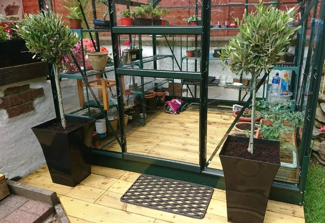 Pair of Hardy Standard Olive Trees 80cm Tall in 18cm Pots - Potted Trees for Gardens - Established Potted Trees for Patios Gearcourt