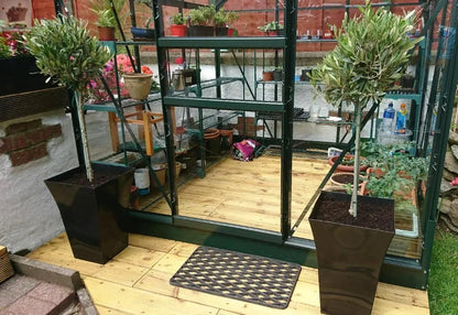 Pair of Hardy Standard Olive Trees 80cm Tall in 18cm Pots - Potted Trees for Gardens - Established Potted Trees for Patios Gearcourt