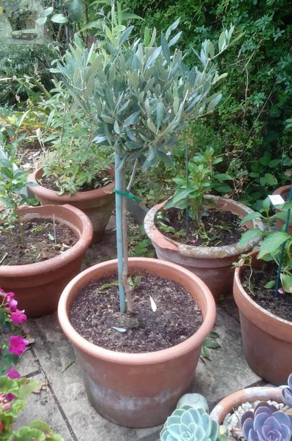 Pair of Hardy Standard Olive Trees 80cm Tall in 18cm Pots - Potted Trees for Gardens - Established Potted Trees for Patios Gearcourt
