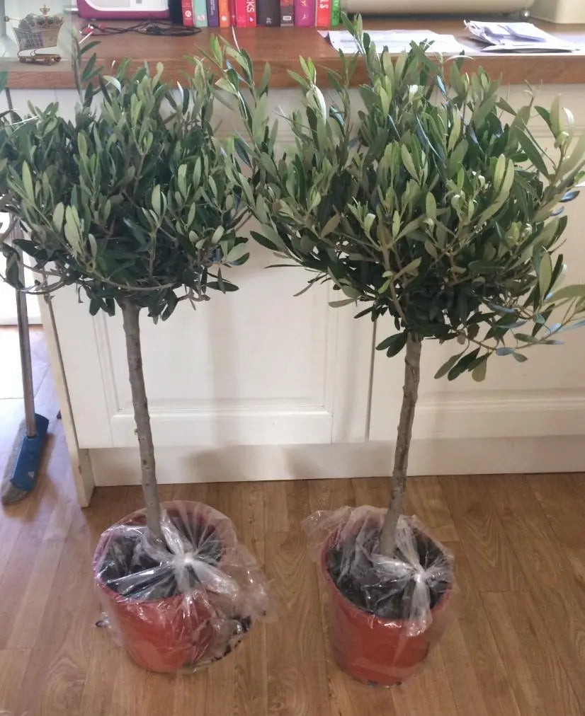 Pair of Hardy Standard Olive Trees 80cm Tall in 18cm Pots - Potted Trees for Gardens - Established Potted Trees for Patios Gearcourt