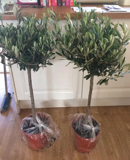 Pair of Hardy Standard Olive Trees 80cm Tall in 18cm Pots - Potted Trees for Gardens - Established Potted Trees for Patios Gearcourt