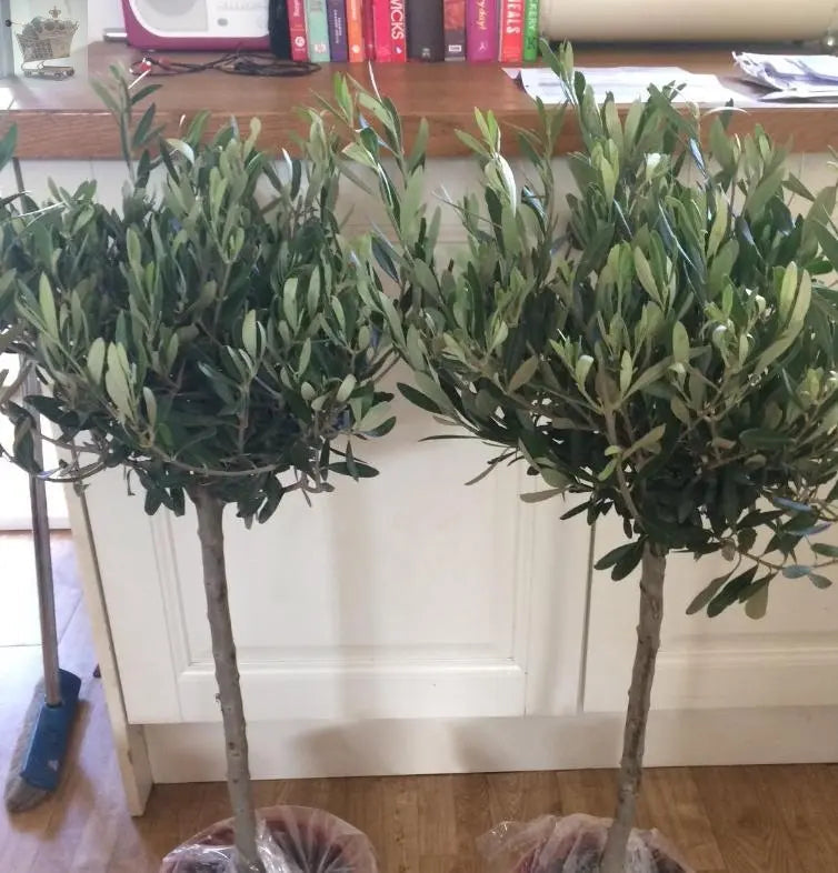 Pair of Hardy Standard Olive Trees 80cm Tall in 18cm Pots - Potted Trees for Gardens - Established Potted Trees for Patios Gearcourt