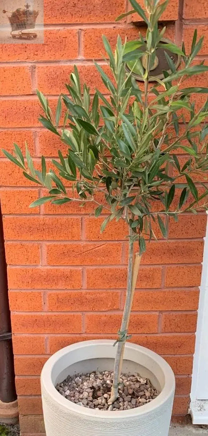 Pair of Hardy Standard Olive Trees 80cm Tall in 18cm Pots - Potted Trees for Gardens - Established Potted Trees for Patios Gearcourt