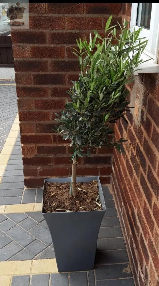 Pair of Hardy Standard Olive Trees 80cm Tall in 18cm Pots - Potted Trees for Gardens - Established Potted Trees for Patios Gearcourt