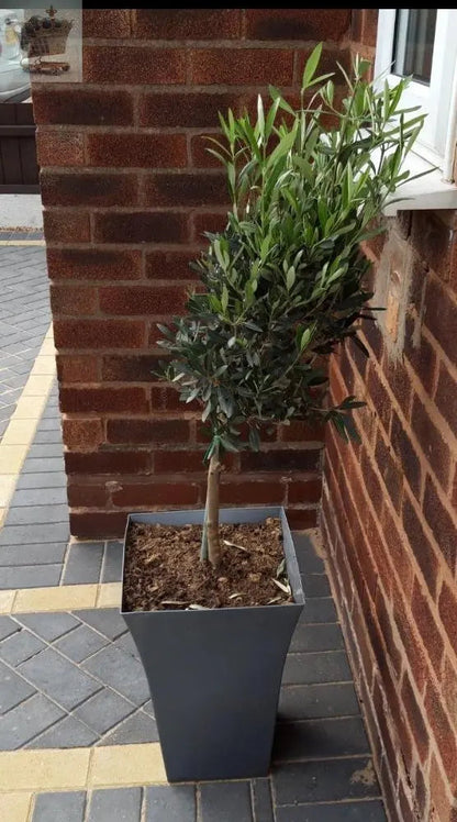 Pair of Hardy Standard Olive Trees 80cm Tall in 18cm Pots - Potted Trees for Gardens - Established Potted Trees for Patios Gearcourt